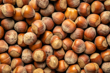 hazelnuts on dark background