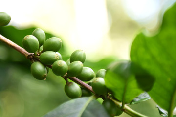 Coffee berries green on branch in plantation.