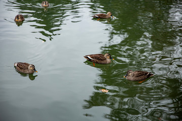 カルガモの群れ