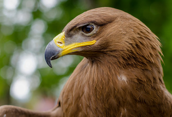 Portrait of a steppe eagle - close up of eagle.
