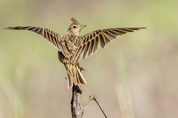 The Crested Lark perch on a branch with open wings.