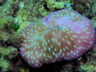The amazing and mysterious underwater world of Indonesia, North Sulawesi, Manado, stone coral