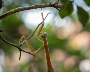 close up of female mantis insect resting on tree branch