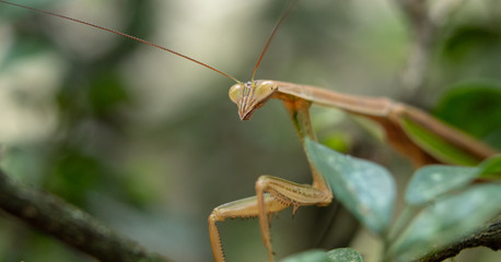 close up of female mantis insect resting on tree branch