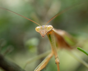 close up of female mantis insect sitting on tree branch