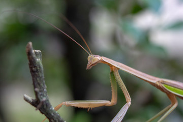 close up of female mantis insect sitting on tree branch