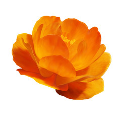 Orange Globe-flower on white background, Trollius asiaticus, realistic vector flower, EPS10