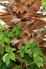 closeup bright green leaves on a background of an old brown trunk of a southern palm tree with thorns