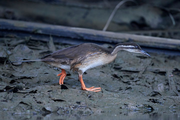 African finfoot (Podica senegalensis)