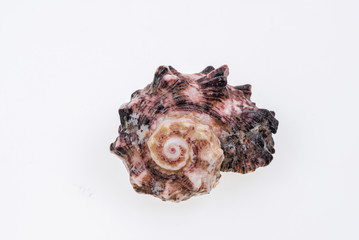 Sea shells on white background.
