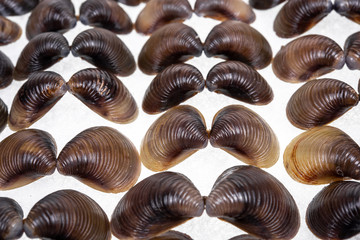 Shells collection : set of various mollusk shells on white background.