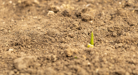 Concept of coming spring. Hyacinths sprout in the garden