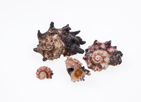 Shells collection : set of various mollusk shells on white background.