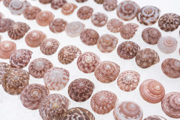 Shells collection : set of various mollusk shells on white background.