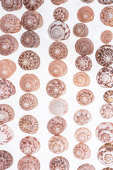 Shells collection : set of various mollusk shells on white background.