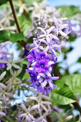 Beautiful purple-blue flowers and butterflies in the garden