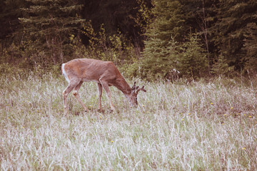 Deer