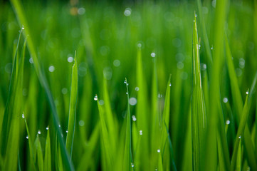 dew on young rice grass