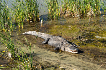 American Alligator, Alligator mississippiensis, in water and mud near reeds and birds in Port Aransas, Texas on a sunny day.
