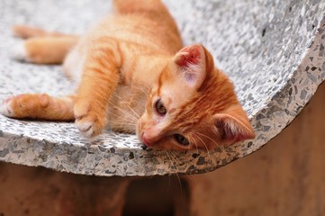 Cute kittens are playing and exploring the area happily.