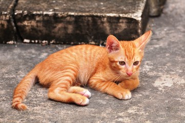 Cute kittens are playing and exploring the area happily.