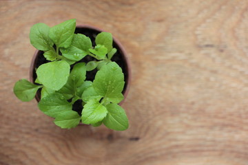Seedlings of aster flowers in a pot on a wooden windowsill. Top view. Spring gardening