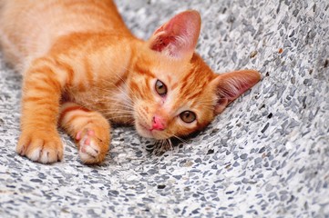 Fototapeta premium Cute kittens are playing and exploring the area happily.