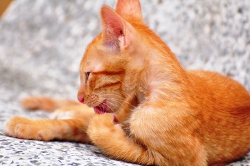 Fototapeta premium Cute kittens are playing and exploring the area happily.