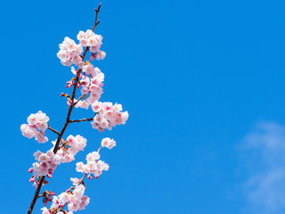 青空と桜の花
