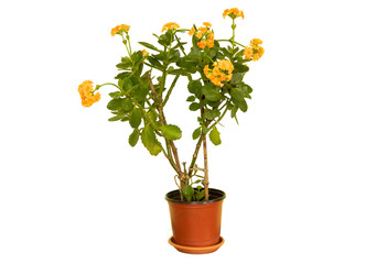 Kalanchoe blossfeldiana in beautiful orange bloom isolated on white background