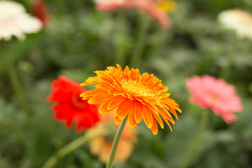 Orange gerbera daisy flower on blur green leaves and colorful flowers background.