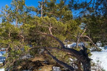Image of pines on a mountain plateau.