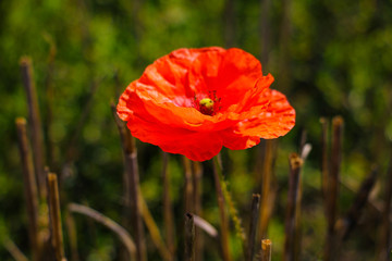 Fototapeta premium Field of corn poppy flowers papaver rhoeas in spring.