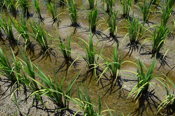 田植え３週間後の水田