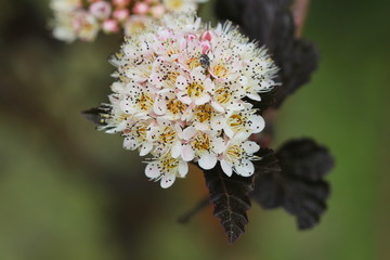 Blooming cultivar common ninebark (Physocarpus opulifolius 'Summer Wine') in the summer garden