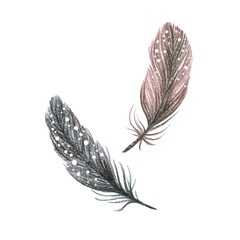 Set of feathers on a white background. Drawing with colored pencils.
