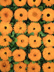 キンセンカの花苗