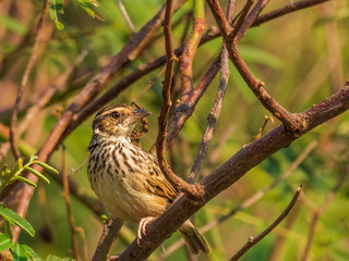The Indochinese Bush Lark is a heavy-bodied lark with large bill, short tail and wings and rather long legs. Its scientific name is Mirafra erythrocephala. 