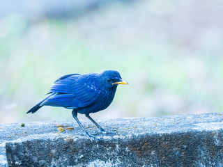 The Blue Whistling Thrush is a dark purple color bird with tiny silvery spots on head, back, and wings. True to its name, it does whistle: a long piercing note. Scientific name is Myophonus caeruleus.