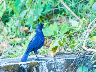The Blue Whistling Thrush is a dark purple color bird with tiny silvery spots on head, back, and wings. True to its name, it does whistle: a long piercing note. Scientific name is Myophonus caeruleus.