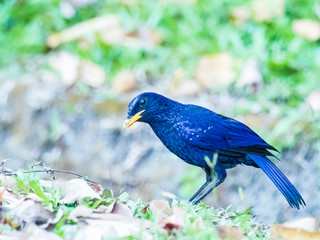 The Blue Whistling Thrush is a dark purple color bird with tiny silvery spots on head, back, and...