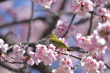 満開の大寒桜と緑色の美しい小鳥（メジロ）034