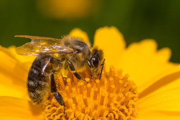 close up of bee gathering pollen on yellow flower