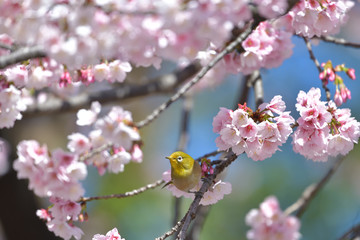 満開の大寒桜と緑色の美しい小鳥（メジロ）041