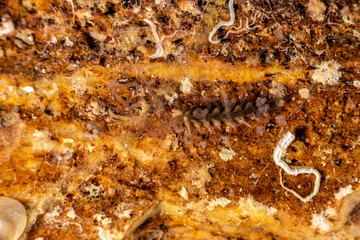 The most beautiful underwater snails of the Indian and Pacific Ocean