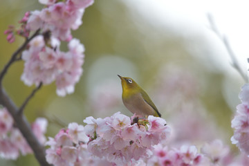 満開の大寒桜と緑色の美しい小鳥（メジロ）047