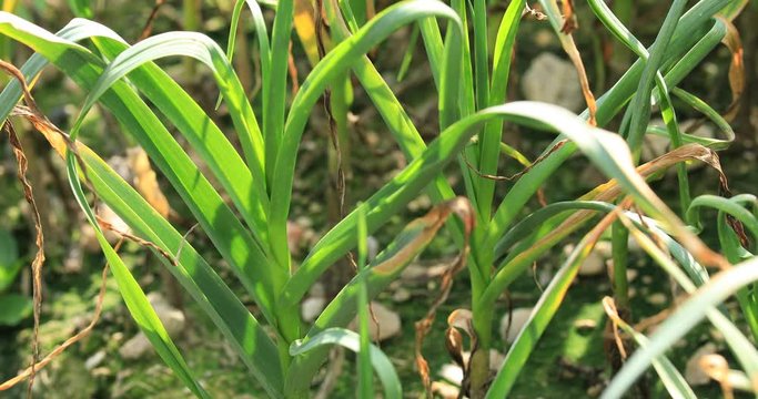 Green garlic leaves in growth at vegetable garden