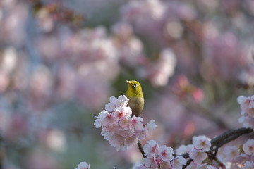 満開の大寒桜と緑色の美しい小鳥（メジロ）050
