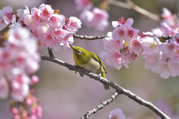 満開の大寒桜と緑色の美しい小鳥（メジロ）051