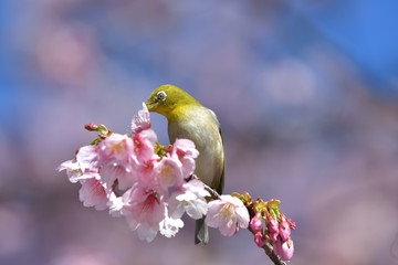 満開の大寒桜と緑色の美しい小鳥（メジロ）052